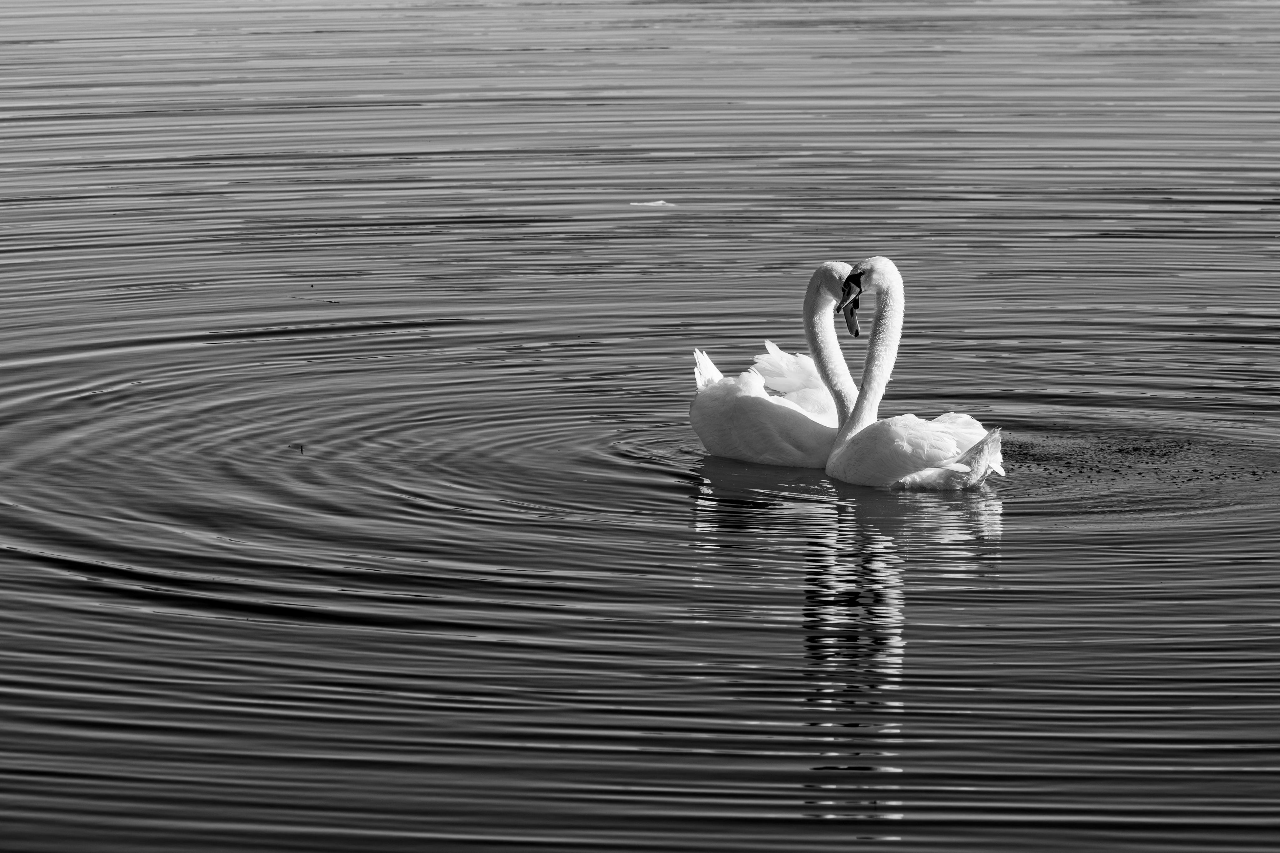 swans