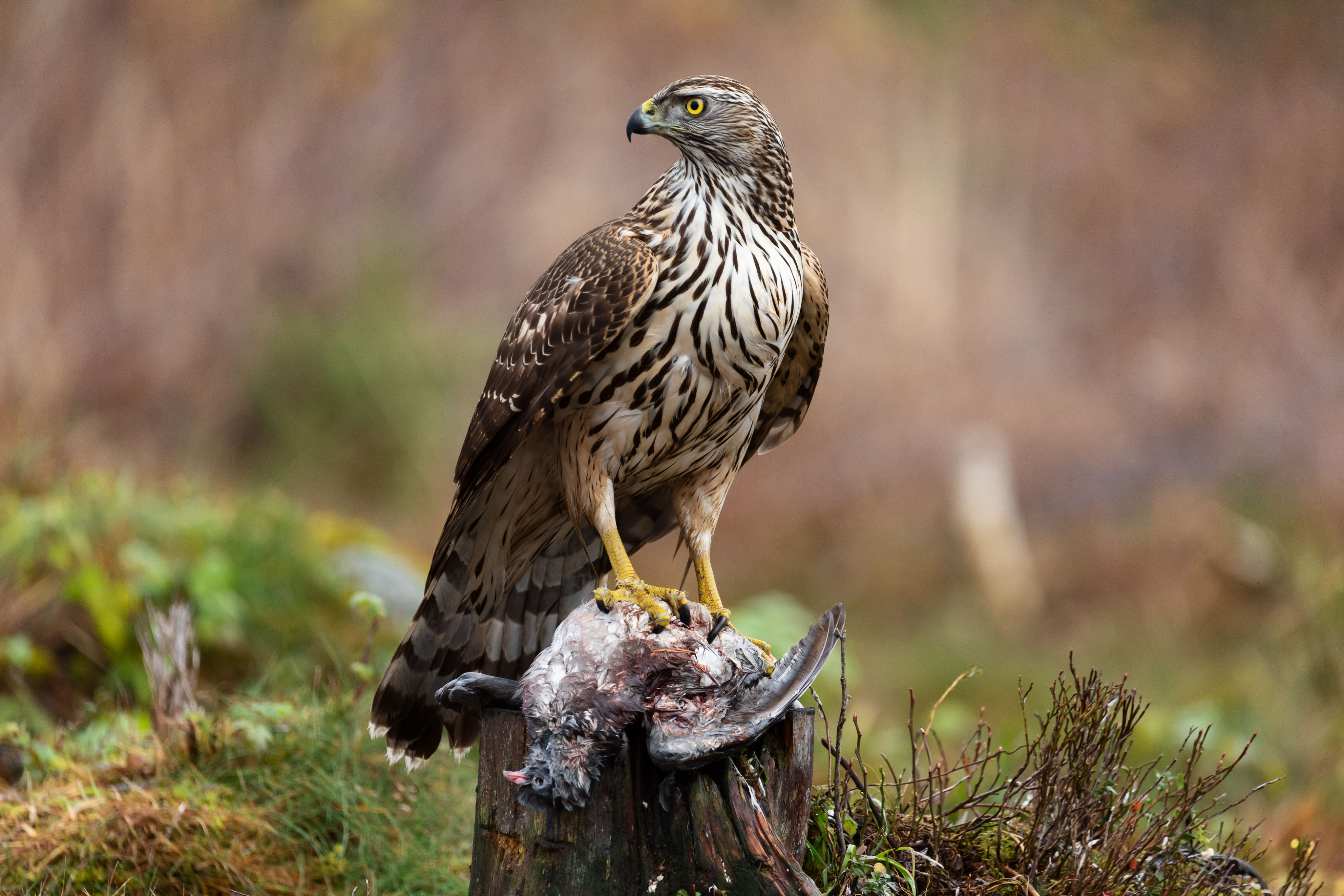 hawk