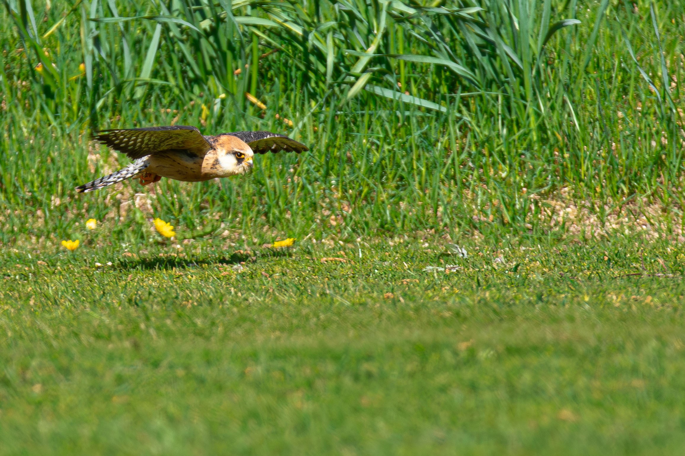 hawk